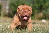 DOGUE DE BORDEAUX 450